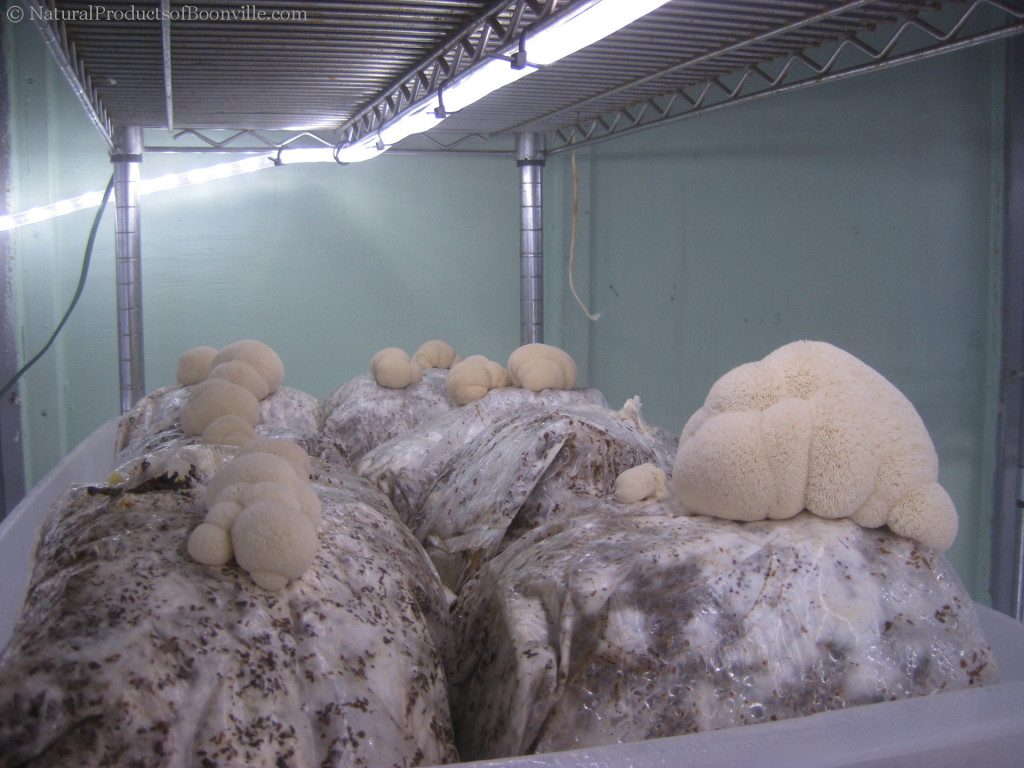 inside of the fruiting chamber