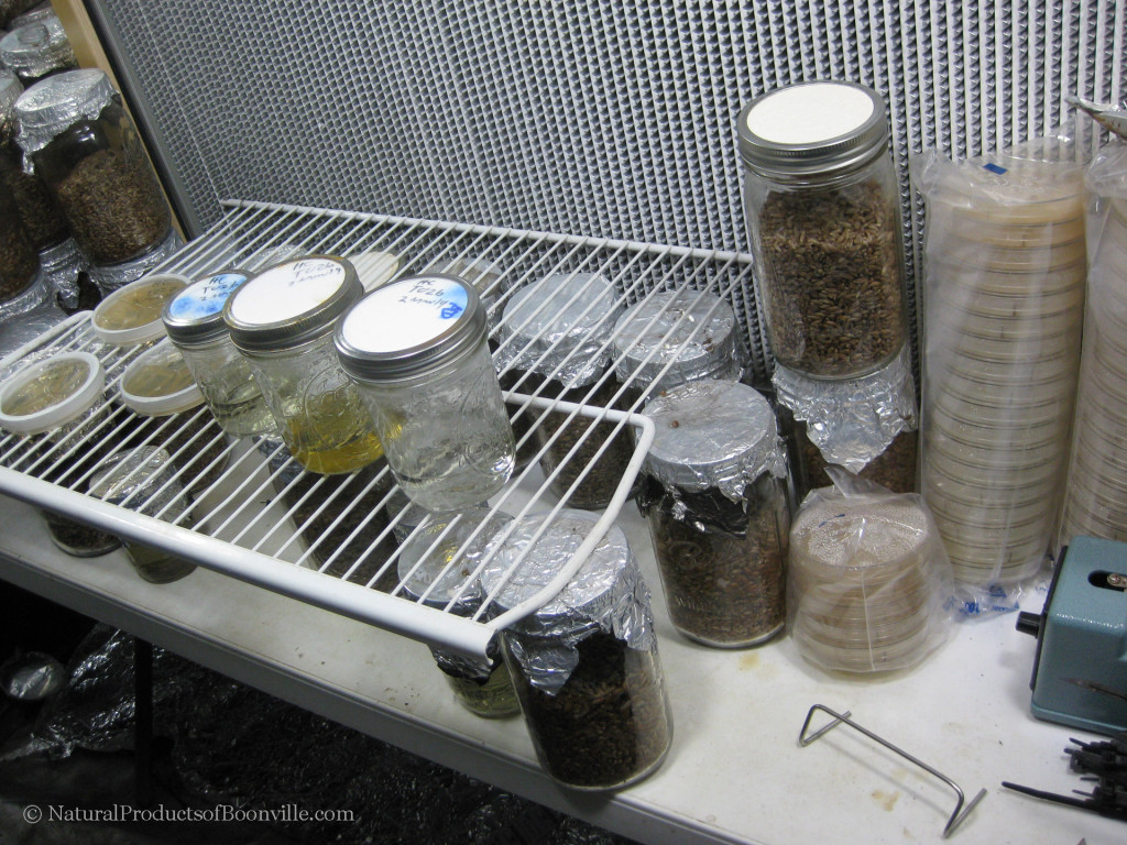 propagation station showing agar plates, liquid culture and grain