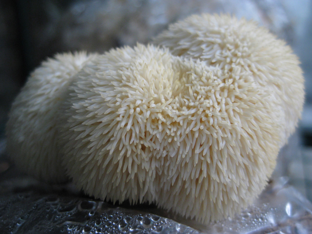 a cultivated lion's mane