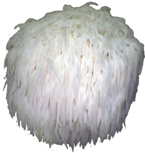 Lion's mane