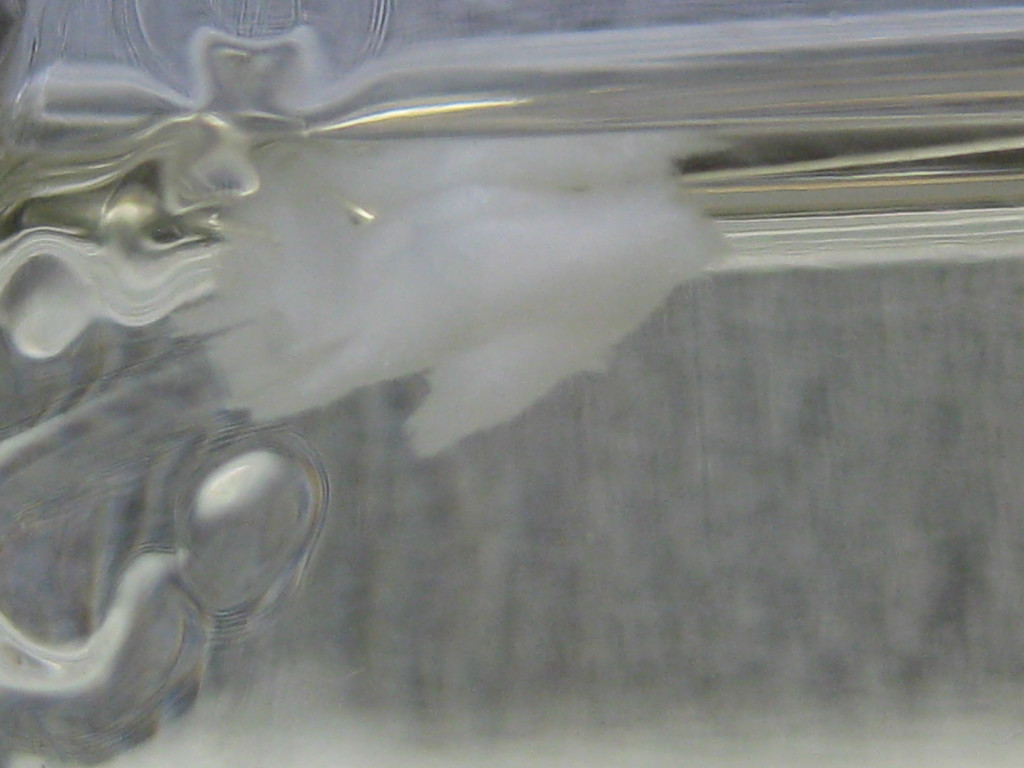 a bit of tissue in liquid culture; destined to become a clone