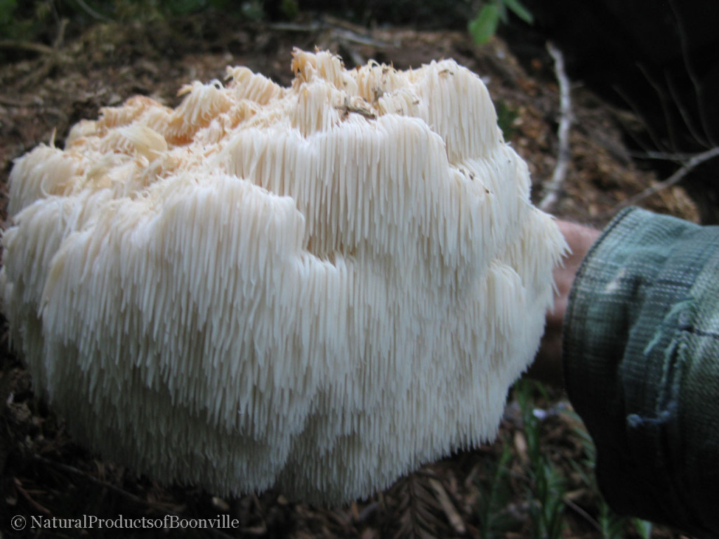 a toothy cultivated lion's mane that is past its prime