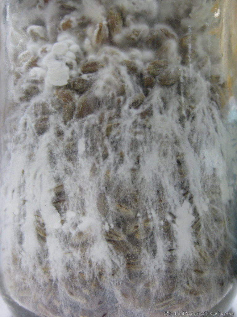 Hericium erinaceus mycelium growing like lightningon rye grains