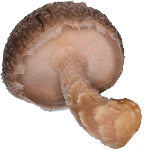 shiitake