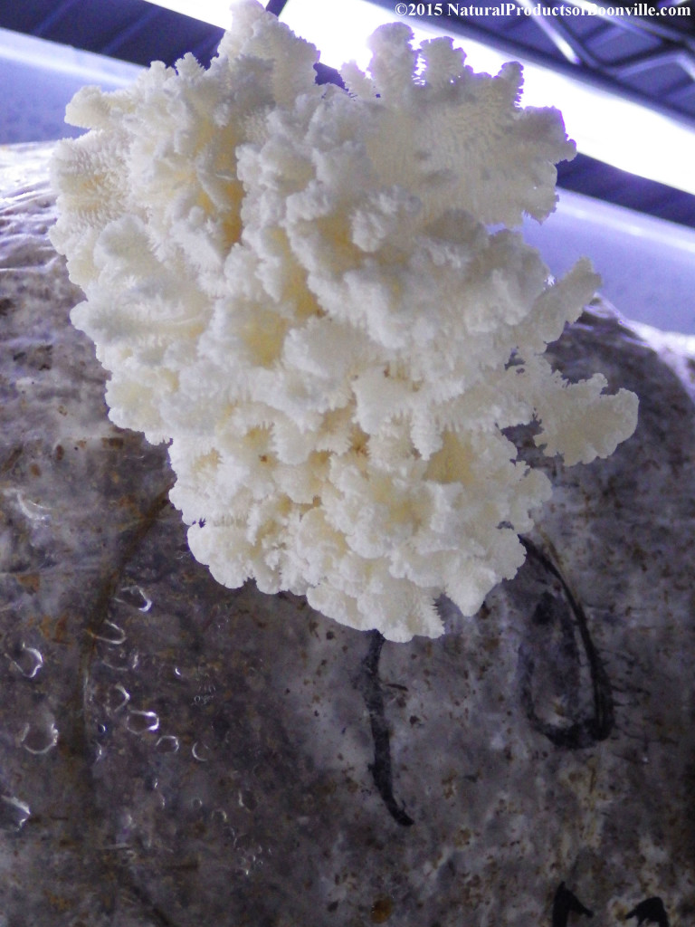 Hericium coralloides on sawdust 