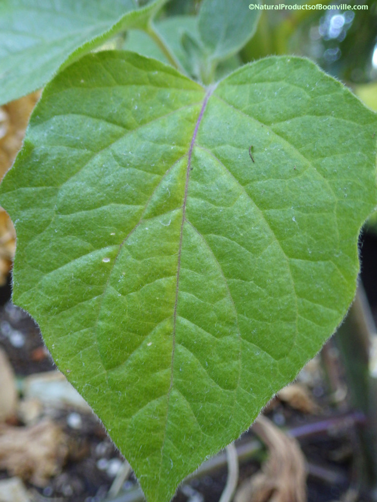 goldenberry-IMGP7873