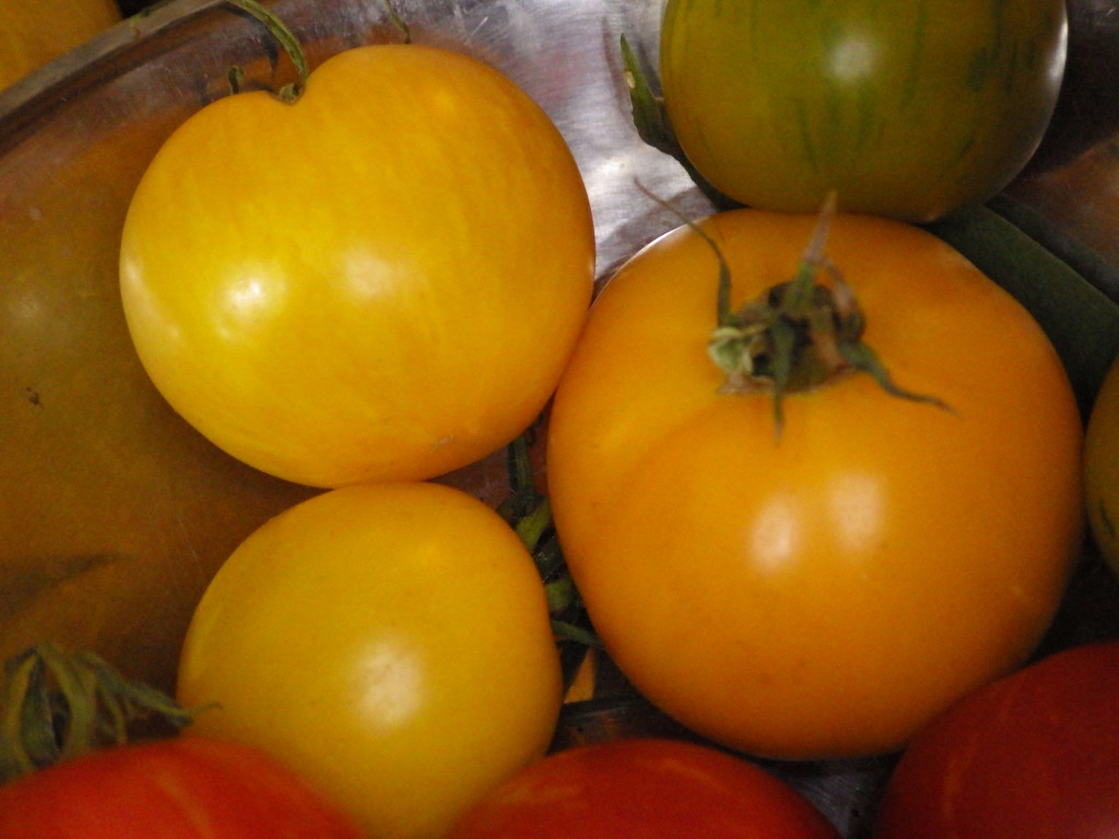 yellow-gold-heirlooms-IMGP7938