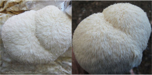 Hericium erinaceus