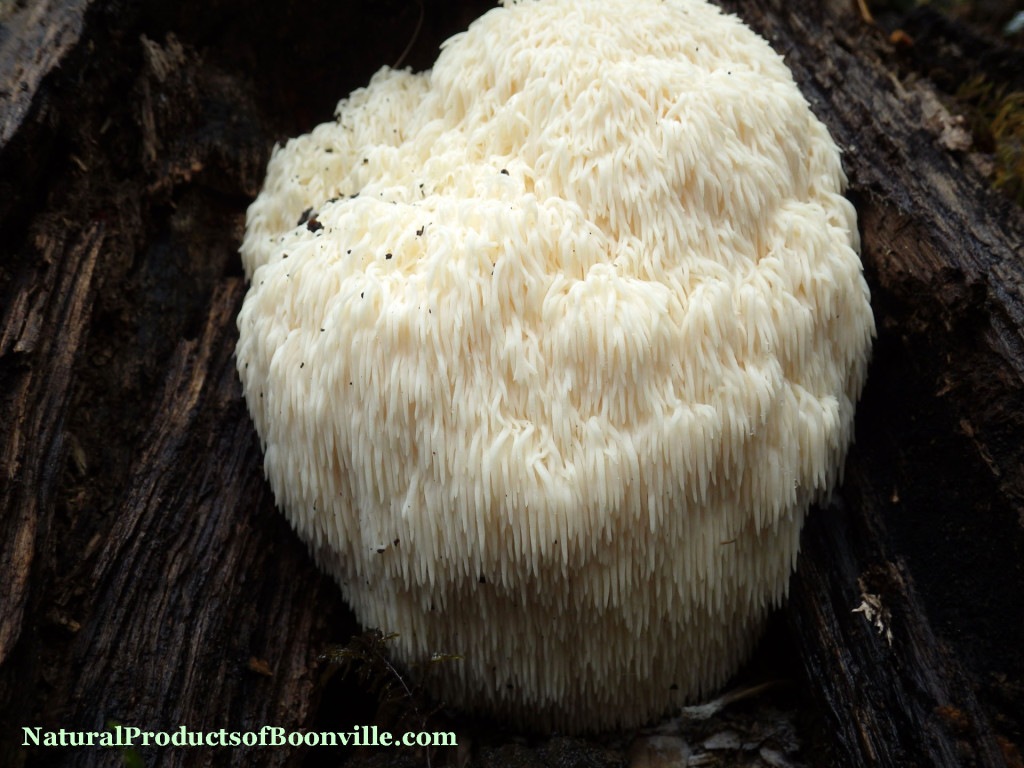 Hericium-erinaceus-1nov2015