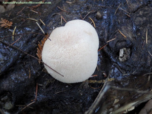 Lion's mane