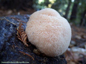 Lion's mane