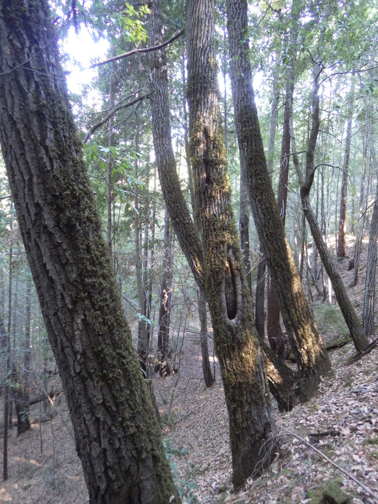 Hericium tree