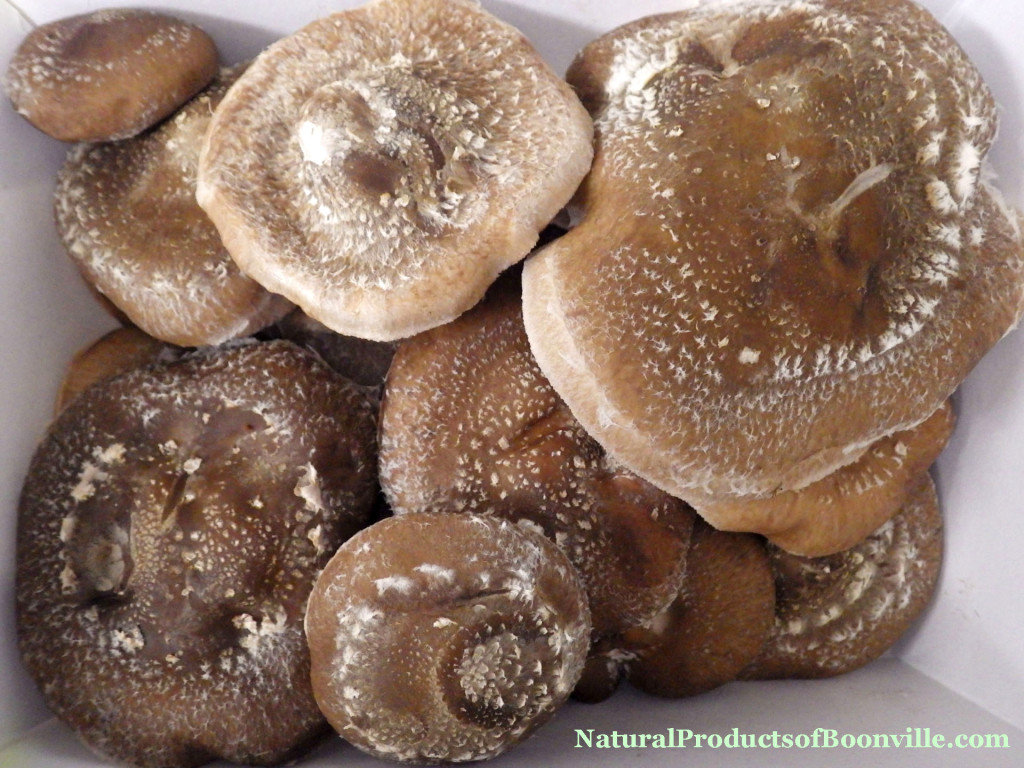 1 lb of shiitake