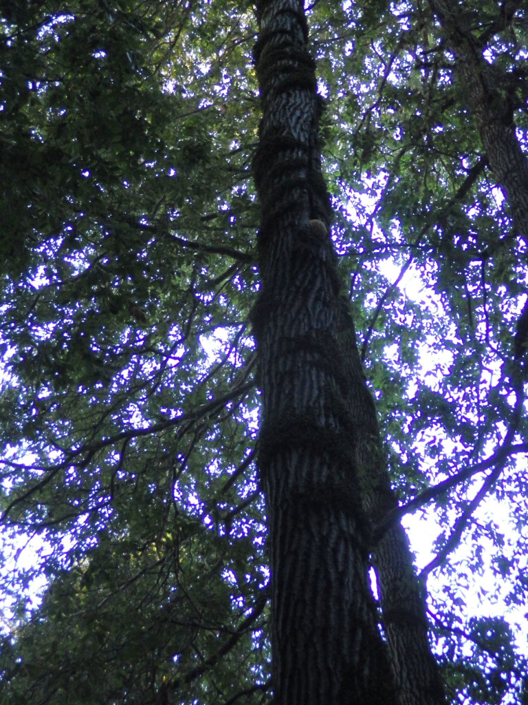 Hericium tree