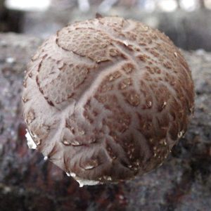 A young shiitake mushroom (Lentinulus edodes)
