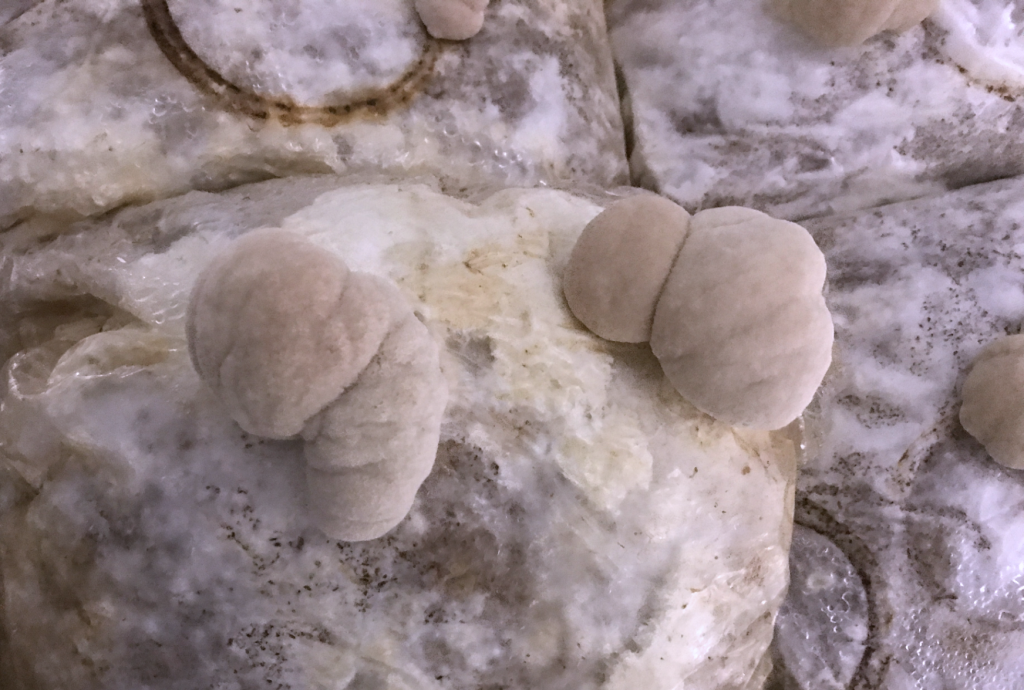 young Hericium abietis