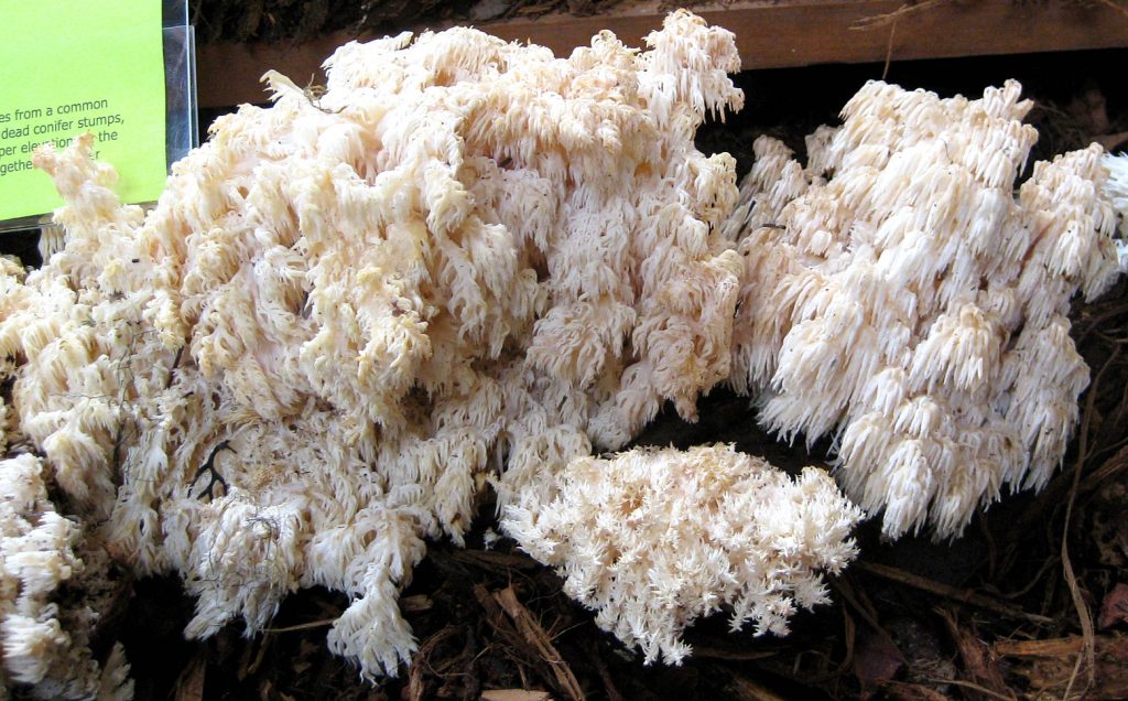 Hericium abietis