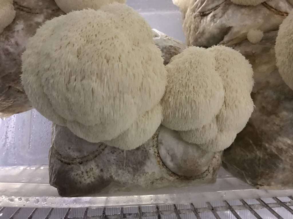 Hericium erinaceus sold as Hericium abietis and grown on conifer media.