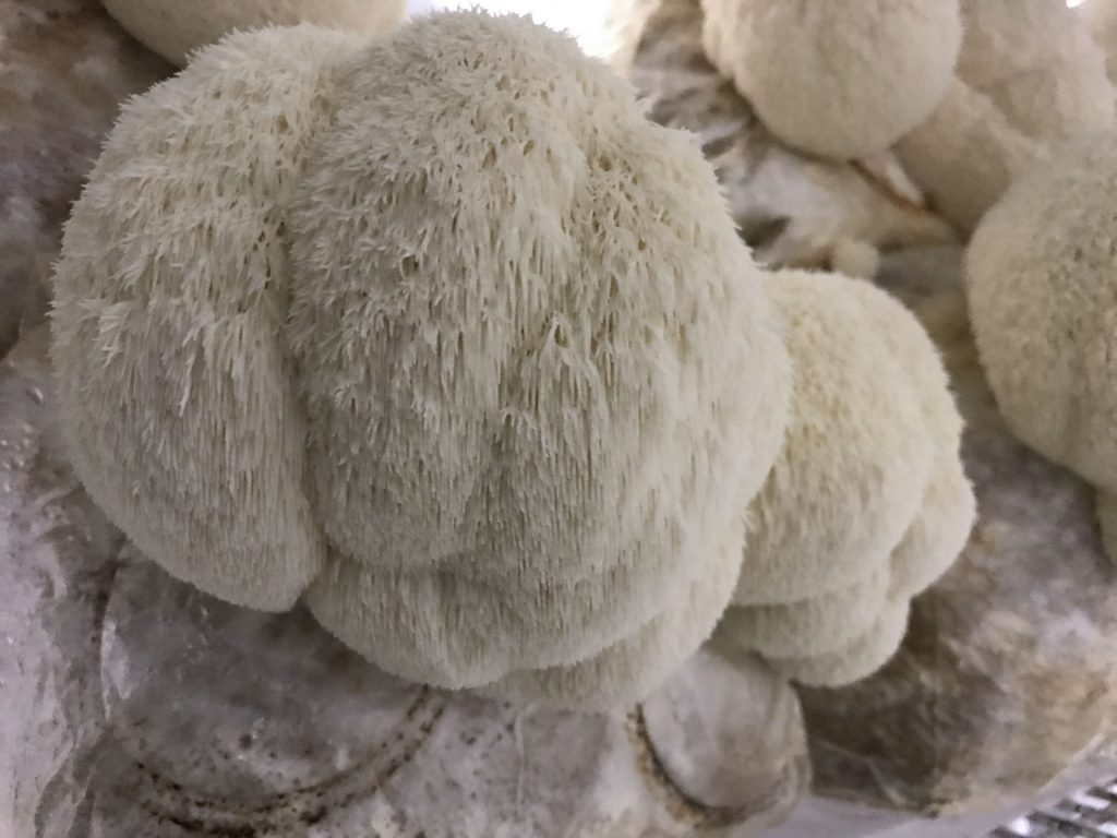 Hericium erinaceus sold as Hericium abietis and grown on conifer media.