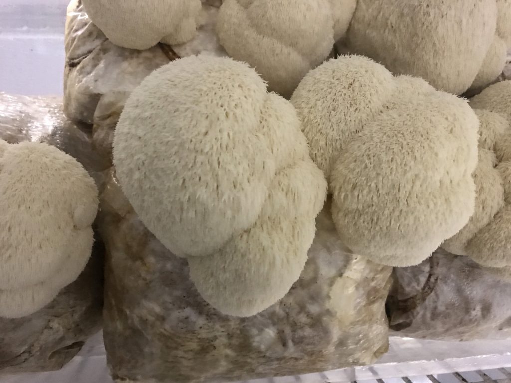 Hericium abietis on 3 April 2019