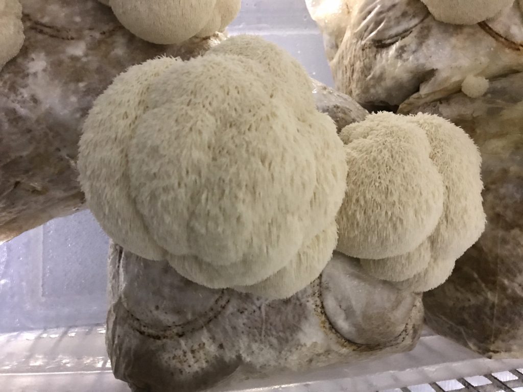 Hericium abietis on 3 April 2019