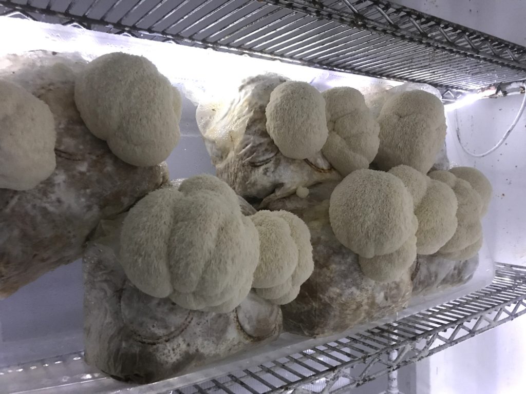 Hericium abietis on 3 April 2019