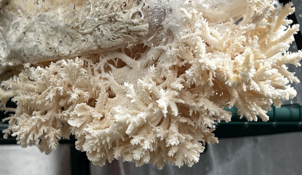 Hericium coralloides Spiral 013