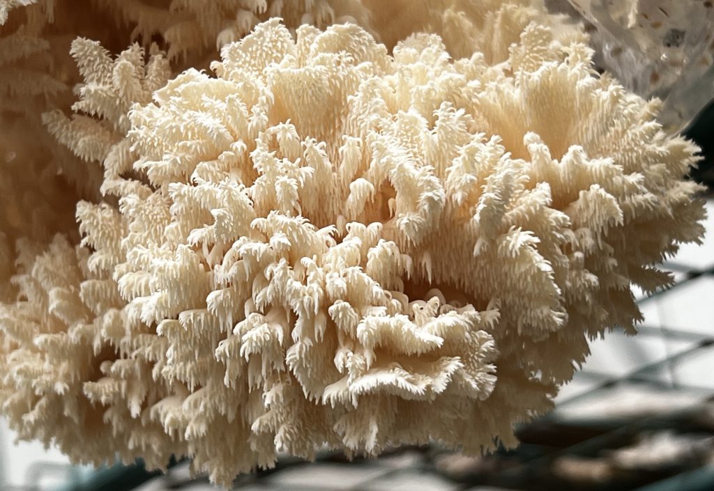 Hericium coralloides Spiral 013